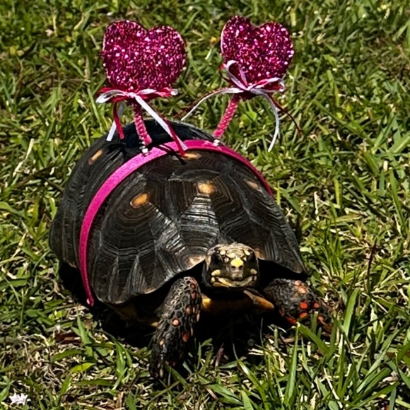 Meet your Posher, Gina - Picture 17 of 17